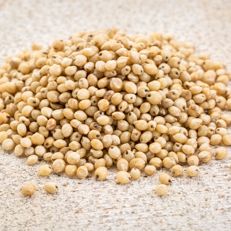 Sorghum (Jowar)